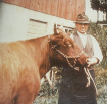 Herman Svensson med ko